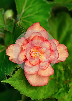 Beautiful large double begonia flowers blooming in the cottage garden.