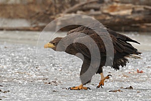 Beautiful large eagle on the ice with fish caught