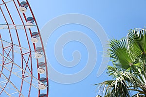 Beautiful large Ferris wheel and palm tree against blue sky