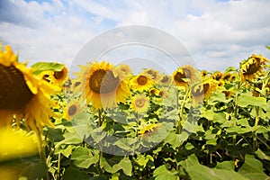 Beautiful and large field of sunflowers, blue bright sky, summer, sun