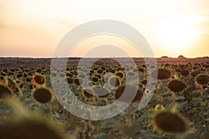 Beautiful large field with sunflowers at sunset