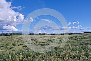 A beautiful large field with white daisies and other wild flowers, in the distance the edge of the forest.