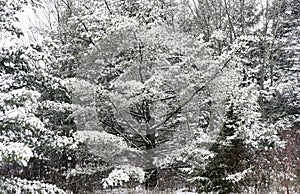 Beautiful large fir tree covered in a heavy winter snow, high co