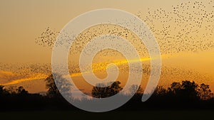 Beautiful large flock of starlings.