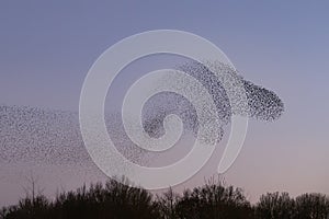 Beautiful large flock of starlings.