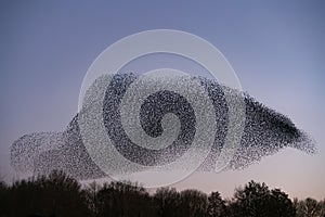 Beautiful large flock of starlings.