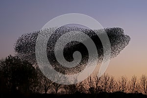 Beautiful large flock of starlings.