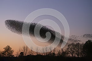 Beautiful large flock of starlings.