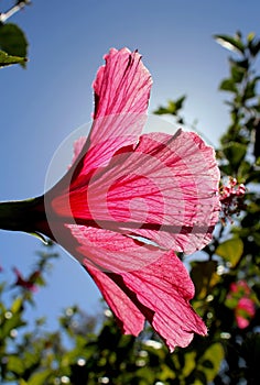 Red Hibiscus flower, Rose Mallow flower, close-up