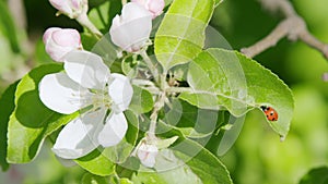 Beautiful large flowers on a branch of a blooming apple tree. Pink and white spring flowers concept. Ladybug on an apple