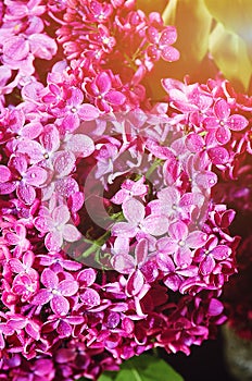 Beautiful large flowers of lilac , Colorful background. Closeup, selective focus