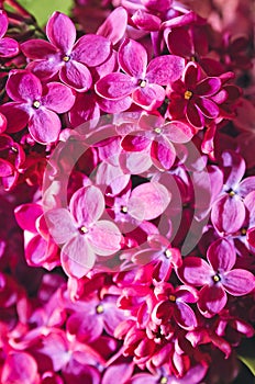 Beautiful large flowers of lilac , Colorful background. Closeup, selective focus