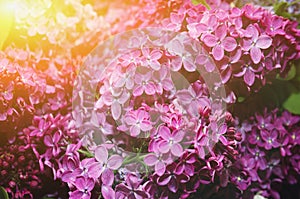 Beautiful large flowers of lilac in droplets of water, Colorful background. Closeup, selective focus