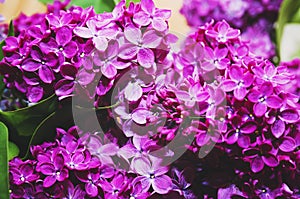 Beautiful large flowers of lilac in droplets of water, Colorful background. Closeup, selective focus