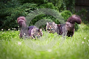 Beautiful large fluffy Maine-coon cats with long fluffy tail walks in the yard on green lawn in sunny day.