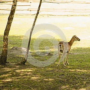 Beautiful large forest deer sits in a cage