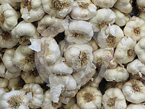 Beautiful large garlic of intense color and pleasant flavor photo