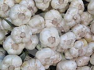 Beautiful large garlic of intense color and pleasant flavor photo