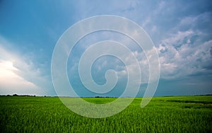 Beautiful, large green field Winter cerea against a blue, cloudy sky.