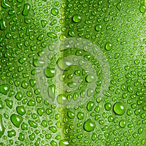 Beautiful large green leaf with drops of water