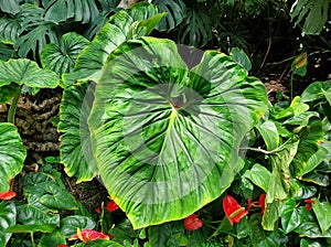 Beautiful and large green leaf of Philodendron McDowell