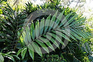 Beautiful large green leaves of Flame Thrower Palm