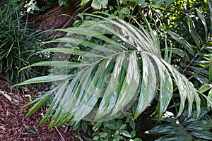Beautiful large green leaves of Flame Thrower Palm in a garden