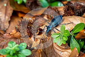 beautiful large ground beetle Blue Ground Beetle Carabus intricatus crawling in the forest on fallen beech leaves