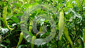 Beautiful large growing Bell pepper in a greenhouse close-up. Fresh juicy green peppers on the branches macro