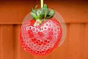 Beautiful, large, hanging strawberry