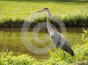 A beautiful large heron bird on the canal bank in green grass on a bright sunny day in the Dutch town of Vlaardingen Rotterdam, N