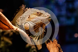 Beautiful large lizard iguana