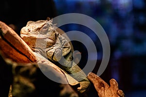 Beautiful large lizard iguana