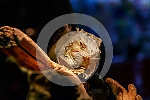 Beautiful large lizard iguana
