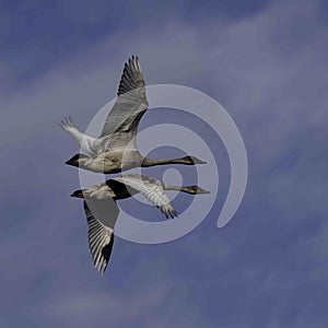 Beautiful large magnificent white Trumpeter Swans flying in unison