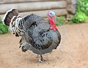 Beautiful large Male Turkey gobbler , outdoor shooting