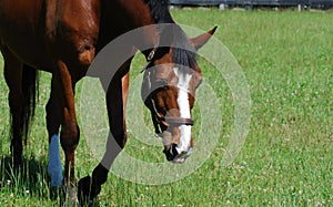 Beautiful Large Mare Wandering in a Grass Pasture