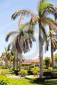 Beautiful large palm tree, green palm tree