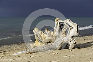 Beautiful large piece of driftwood laying on the beach, turquoise water and stormy blue skies