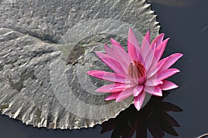 Beautiful large pink lotus flowers in the pool