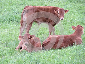 Beautiful large and purebred cows for meat great taste natural food photo