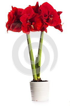 Beautiful large red Amaryllis flower in the pot