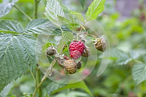 A beautiful, large, ripe red raspberry in green bushes with many ripe and green berries in the bright rays of the sun