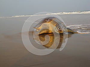 Beautiful large sea turtle walking on sea beach sand.