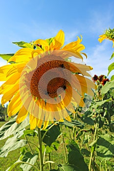A beautiful large sunflower on a summer meadow in sunny weather