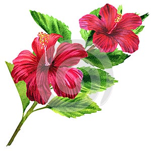 Beautiful large tender pink flower, bright red blooming tropical flower with leaves, romantic bouquet, isolated, hand