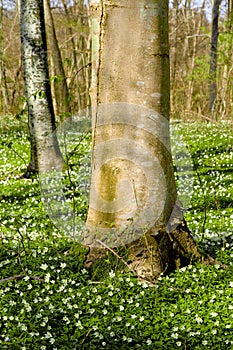 Beautiful, large tree closeup in a natural forest landscape in spring with trees in the background. Outdoors park view