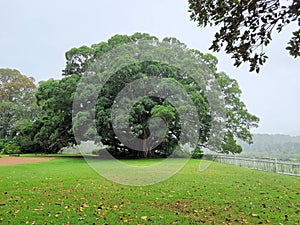 Beautiful large and very old fig tree