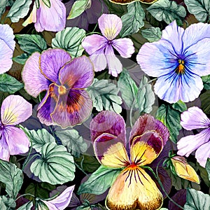 Beautiful large vivid viola flowers with green leaves on dark background. Seamless spring or summer floral pattern.