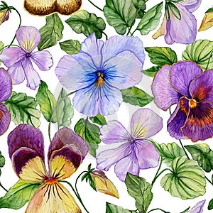 Beautiful large vivid viola flowers with green leaves on white background. Seamless spring or summer floral pattern.